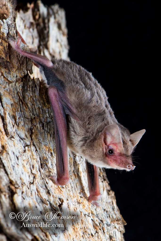 Bristle-faced Free-tailed Bat (Setirostris eleryi)
