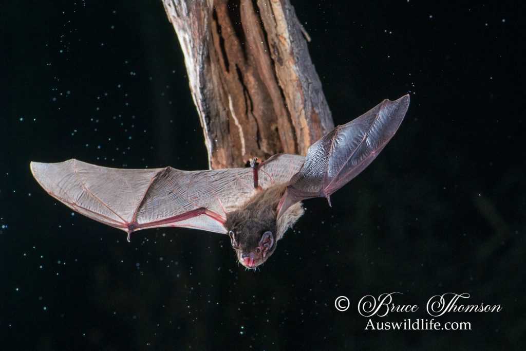 Gould's Wattled Bat (Chalinolobus gouldii)