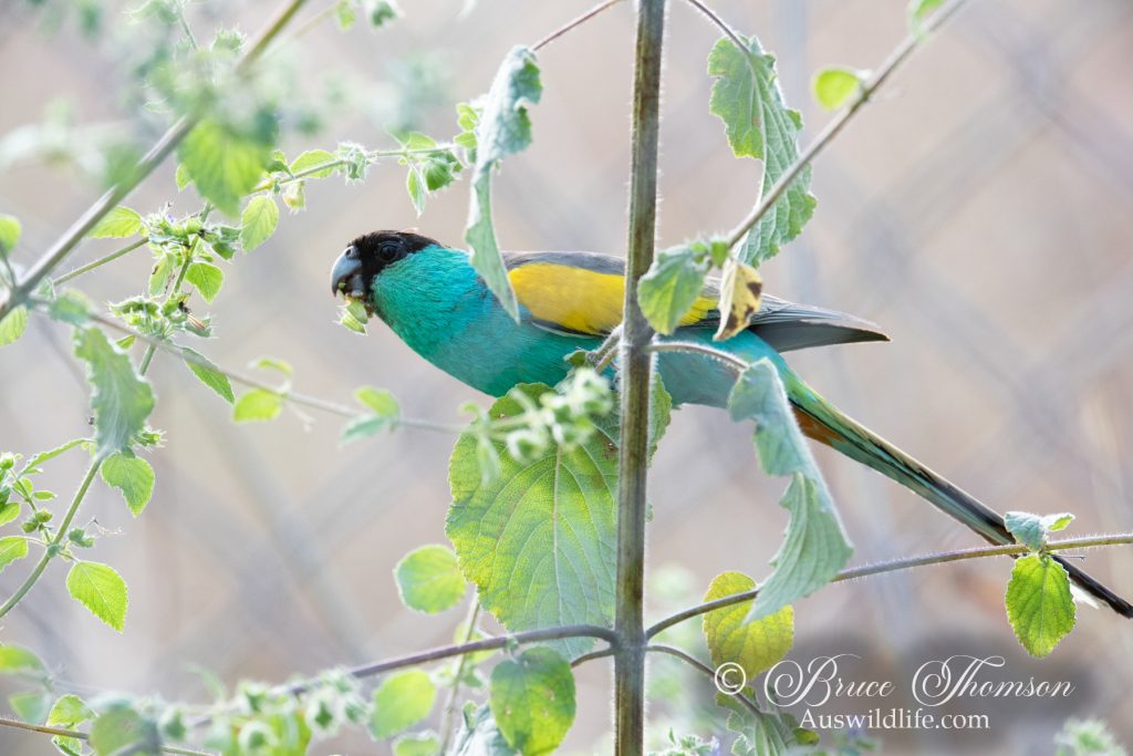 Hooded Parrot