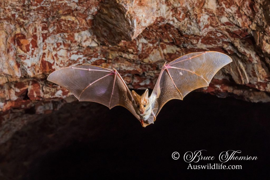 Ghost Bat (Macroderma gigas)