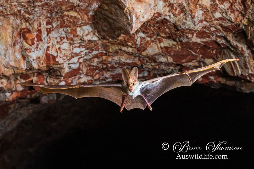 Ghost Bat (Macroderma gigas)