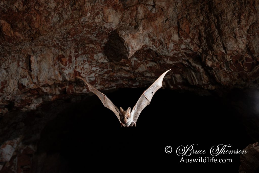 Ghost Bat (Macroderma gigas)