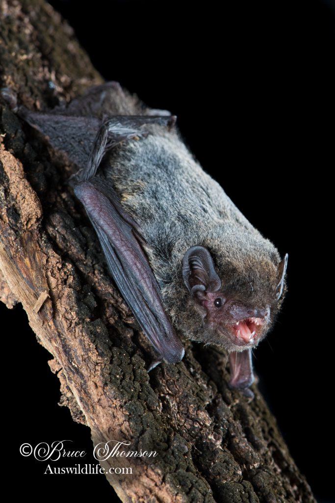 Hoary Wattled Bat (Chalinolobus nigrogriseus)