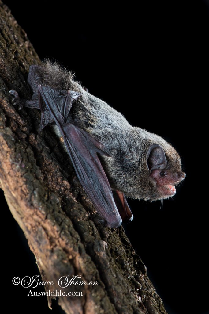 Hoary Wattled Bat (Chalinolobus nigrogriseus)