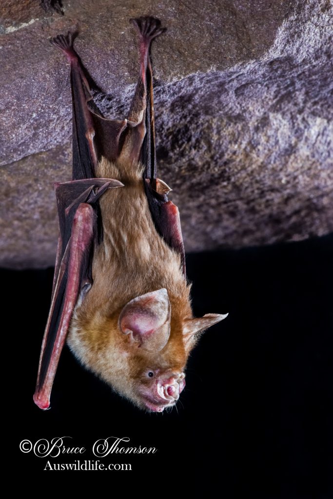 Arnhem Leaf-nosed Bat (Hipposideros inornatus)