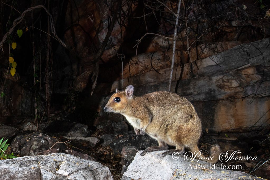 Monjon (Petrogale burbidgei)