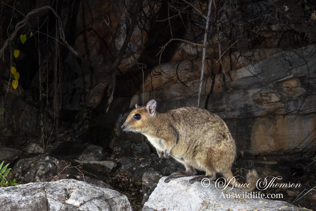 Monjon (Petrogale burbidgei) Monjon (Petrogale burbidgei)