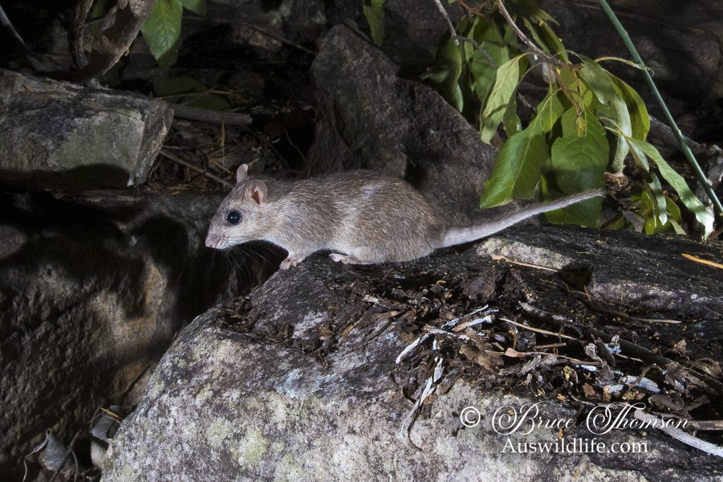 Kimberley Rock Rat Kimberley Rock Rat