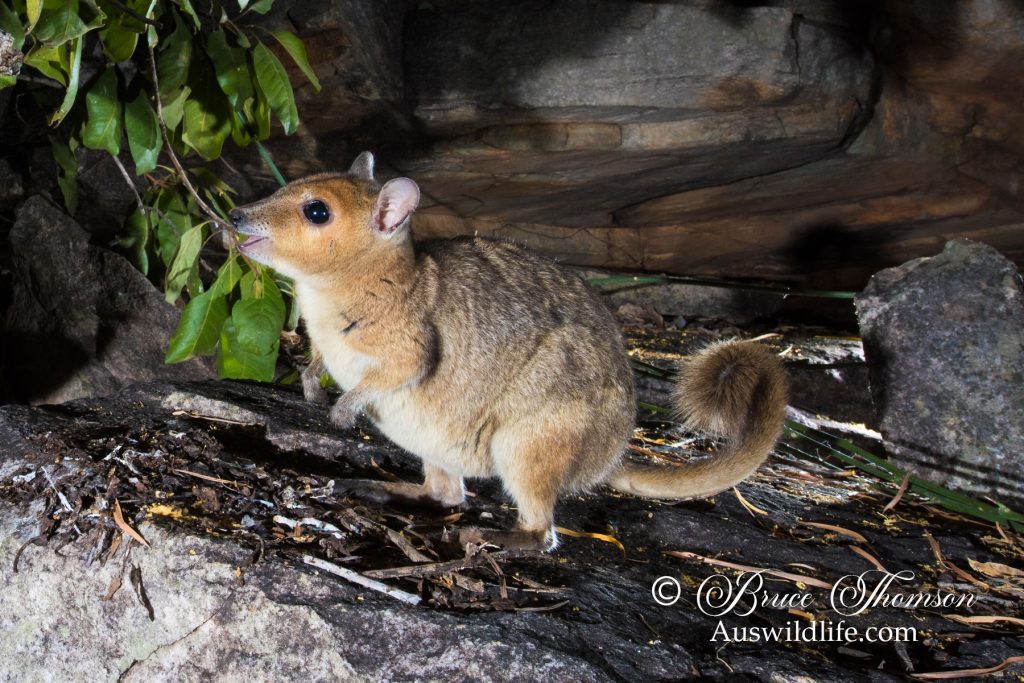 Monjon (Petrogale burbidgei)