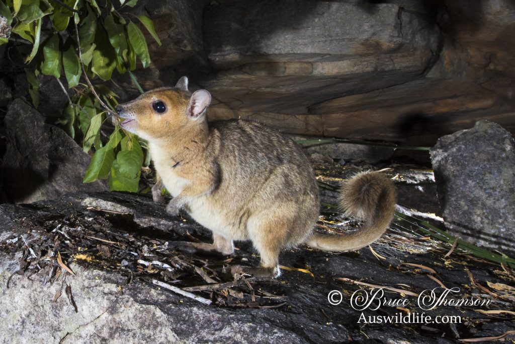 Monjon (Petrogale burbidgei) Monjon (Petrogale burbidgei)