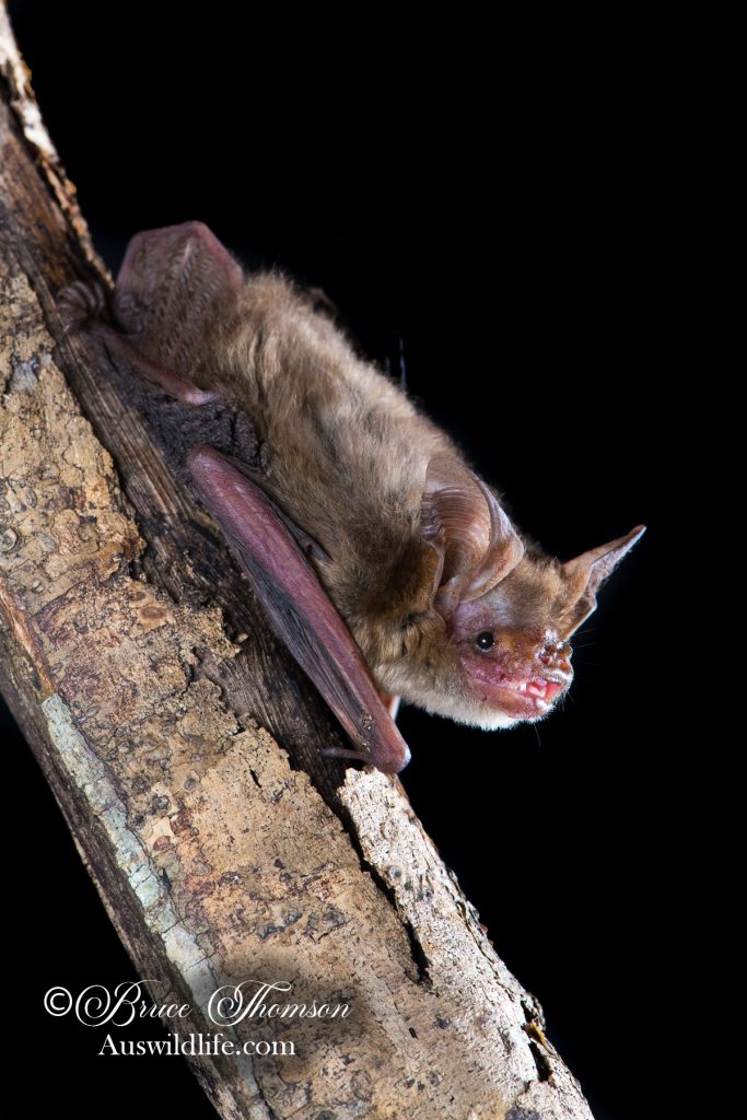 Arnhem Long-eared Bat (Nyctophilus arnhemensis)