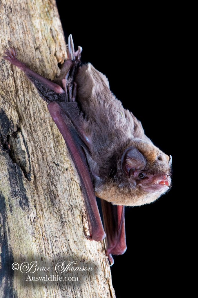Australian Long-fingered (Bentwing) Bat (Miniopterus orianae orianae)