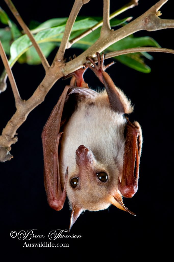 Least Blossom Bat (Macroglossus minimus)