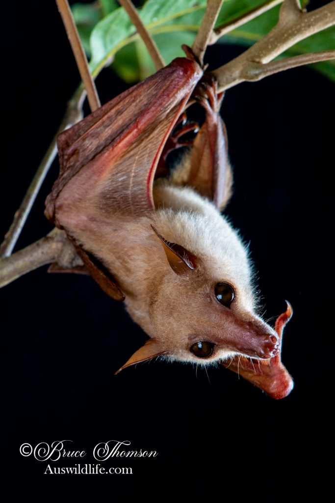Least Blossom Bat (Macroglossus minimus)