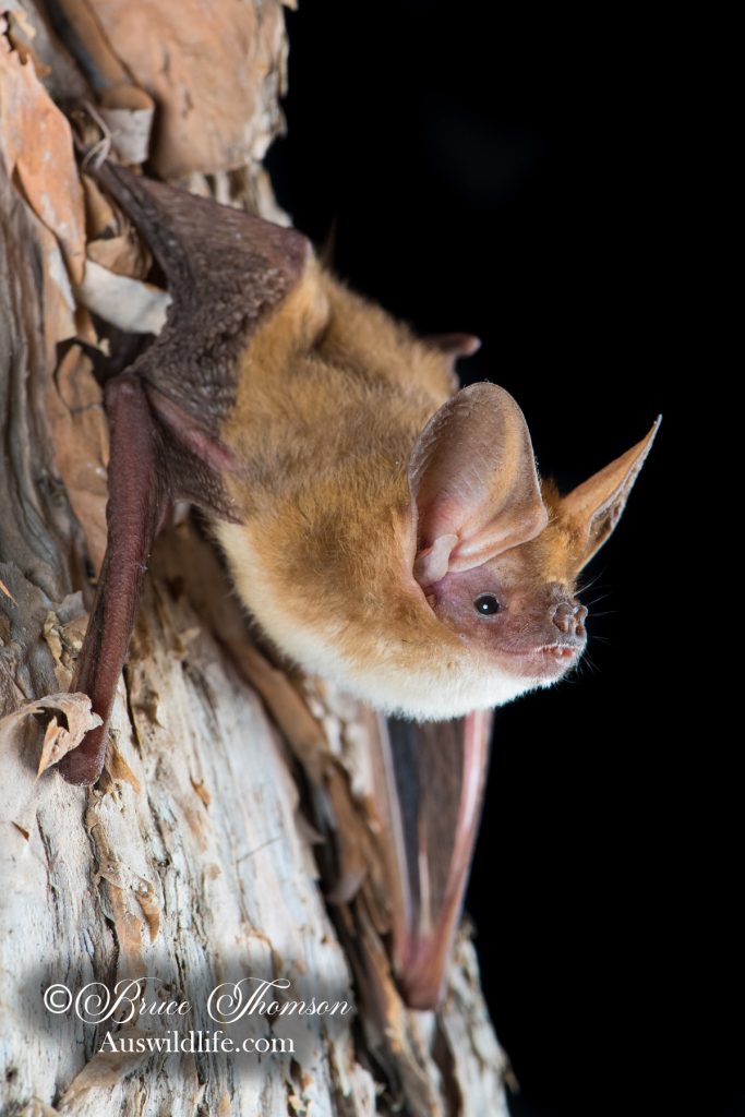 Pallid Long-eared Bat (Nyctophilus daedalus)