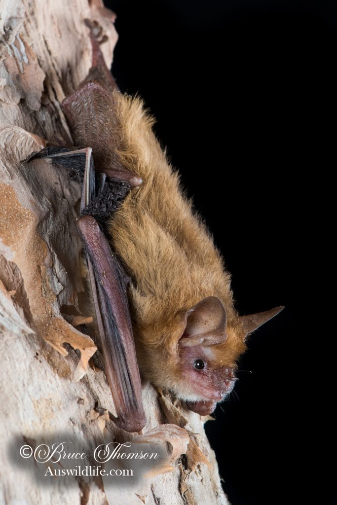 Pygmy Long-eared Bat (Nyctophilus walkeri)