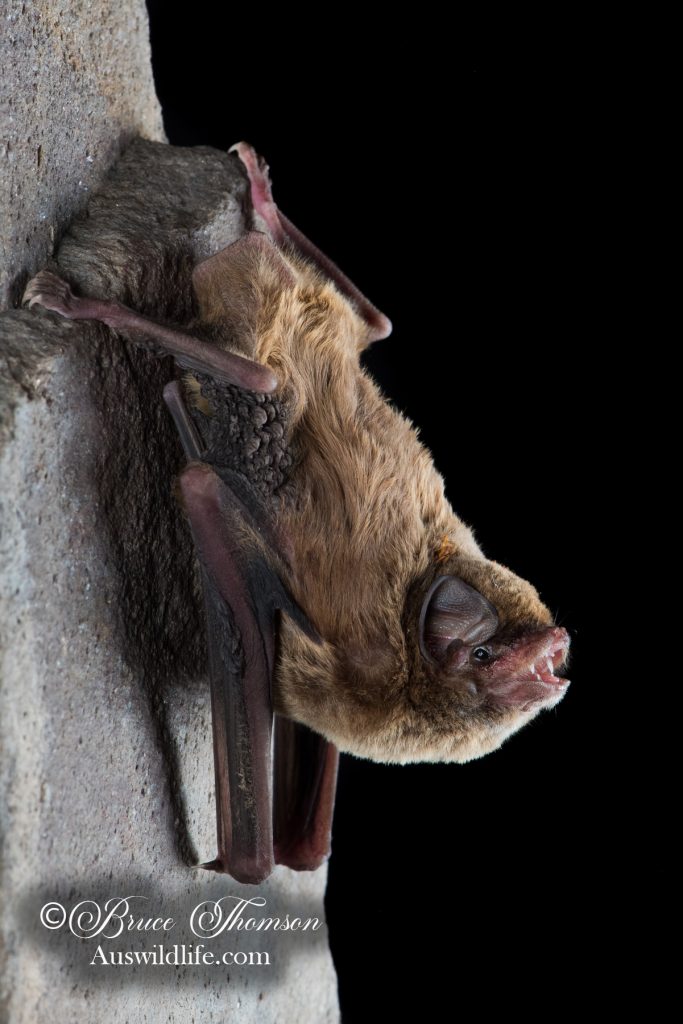 Australian Long-fingered (Bentwing) Bat (Miniopterus orianae orianae)