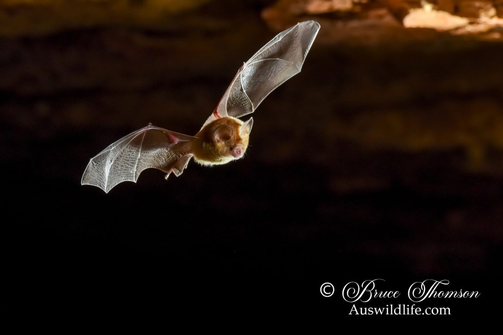 Dusky Leaf-nosed Bat (Hipposideros ater)