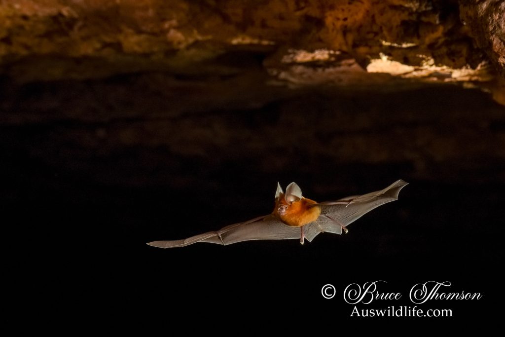 Dusky Leaf-nosed Bat (Hipposideros ater)