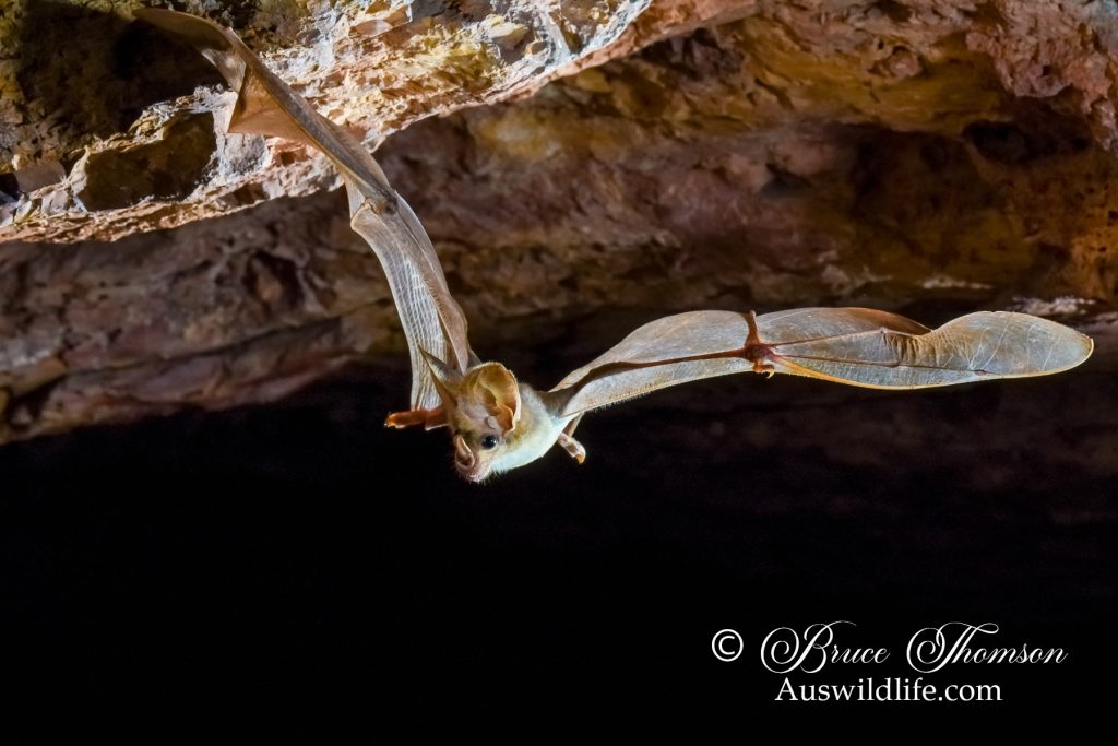 Ghost Bat (Macroderma gigas)