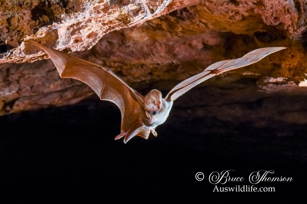 Ghost Bat (Macroderma gigas)