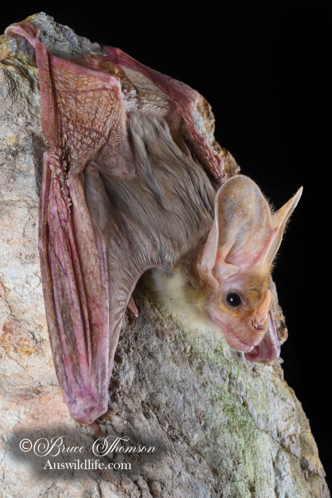 Ghost Bat (Macroderma gigas)