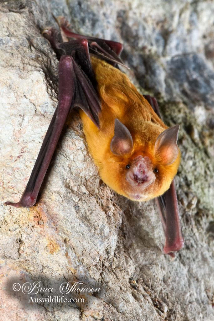Orange Diamond-faced Bat (Rhinonicterus aurantia)