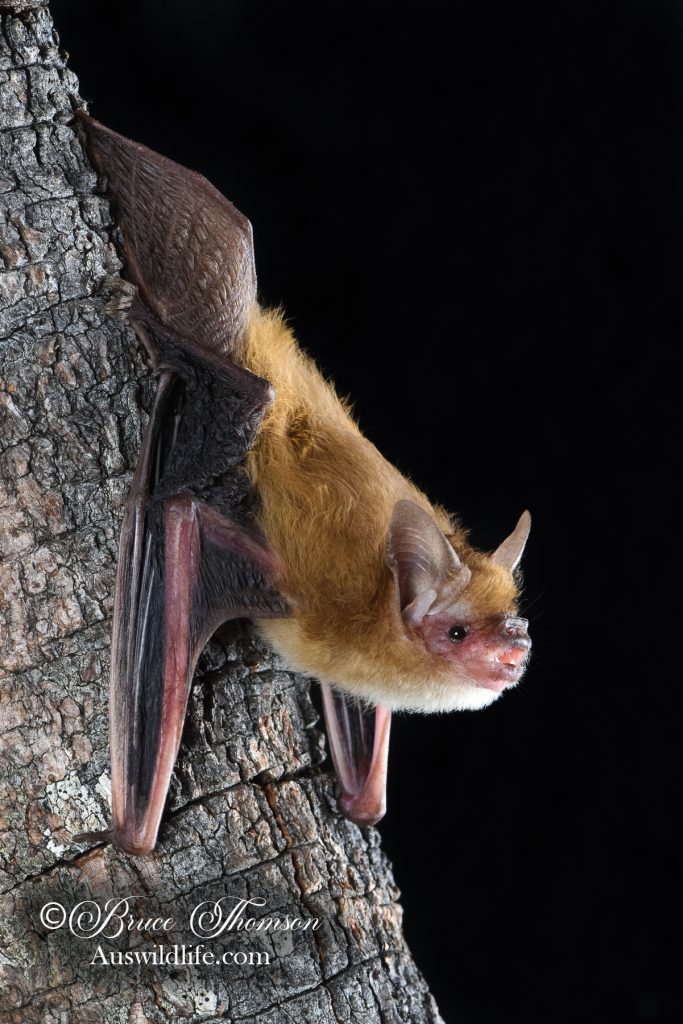 Pygmy Long-eared Bat (Nyctophilus walkeri)