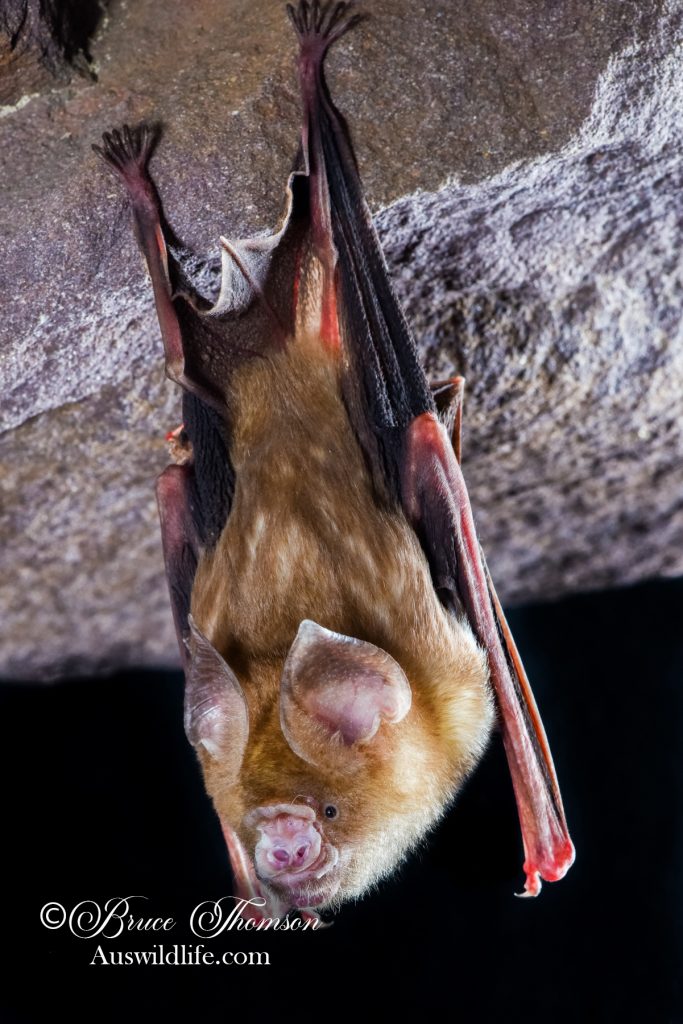 Arnhem Leaf-nosed Bat (Hipposideros inornatus)