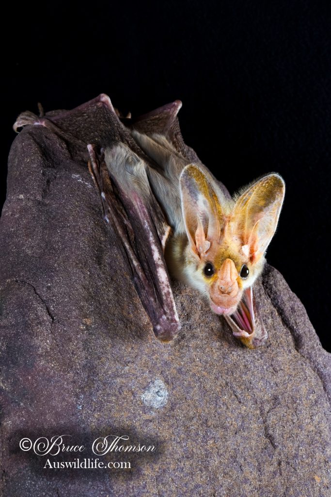 Ghost Bat (Macroderma gigas)