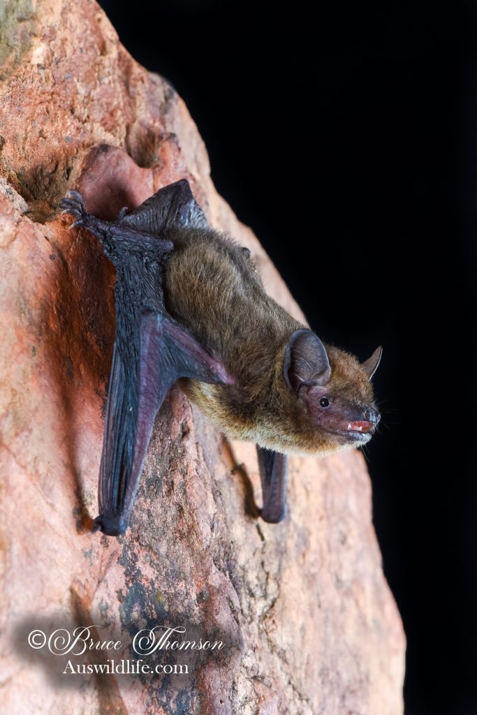 Northern Cave Bat (Vespadelus caurinus)