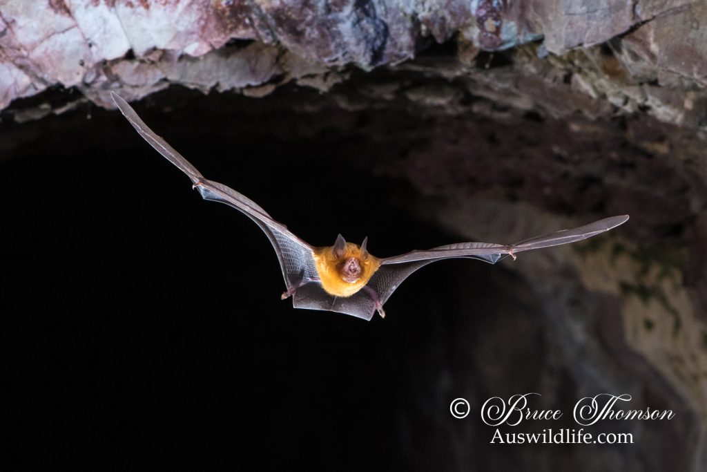Orange Leaf-nosed Bat (Rhinonicteris aurantia)