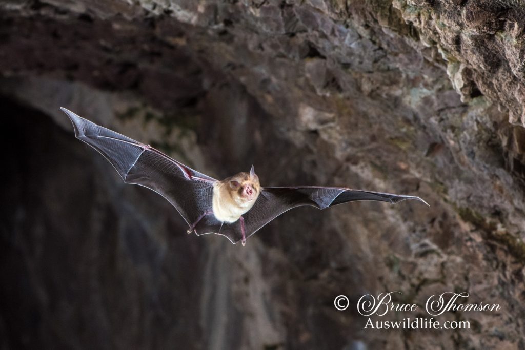 Orange Leaf-nosed Bat (Rhinonicteris aurantia)