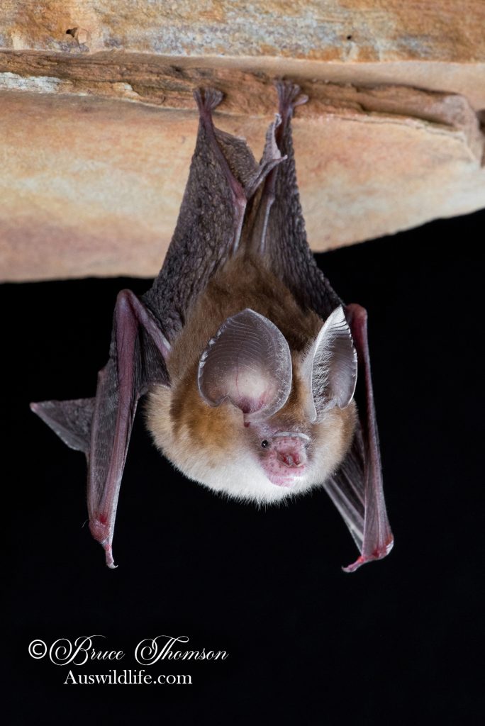 Dusky Leaf-nosed Bat (Hipposideros ater)