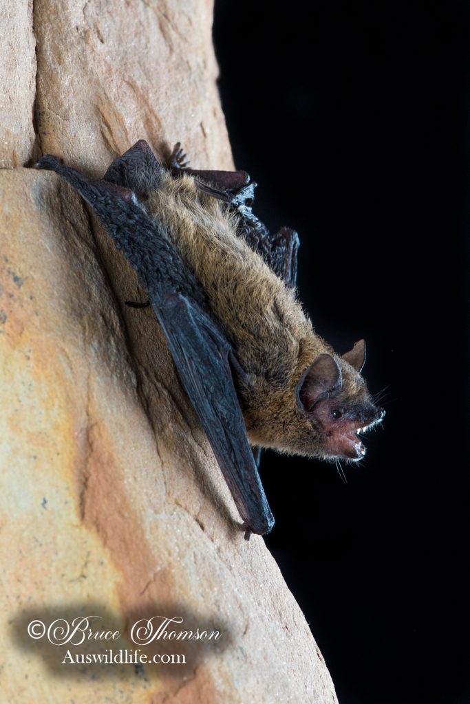 Northern Cave Bat (Vespadelus caurinus)