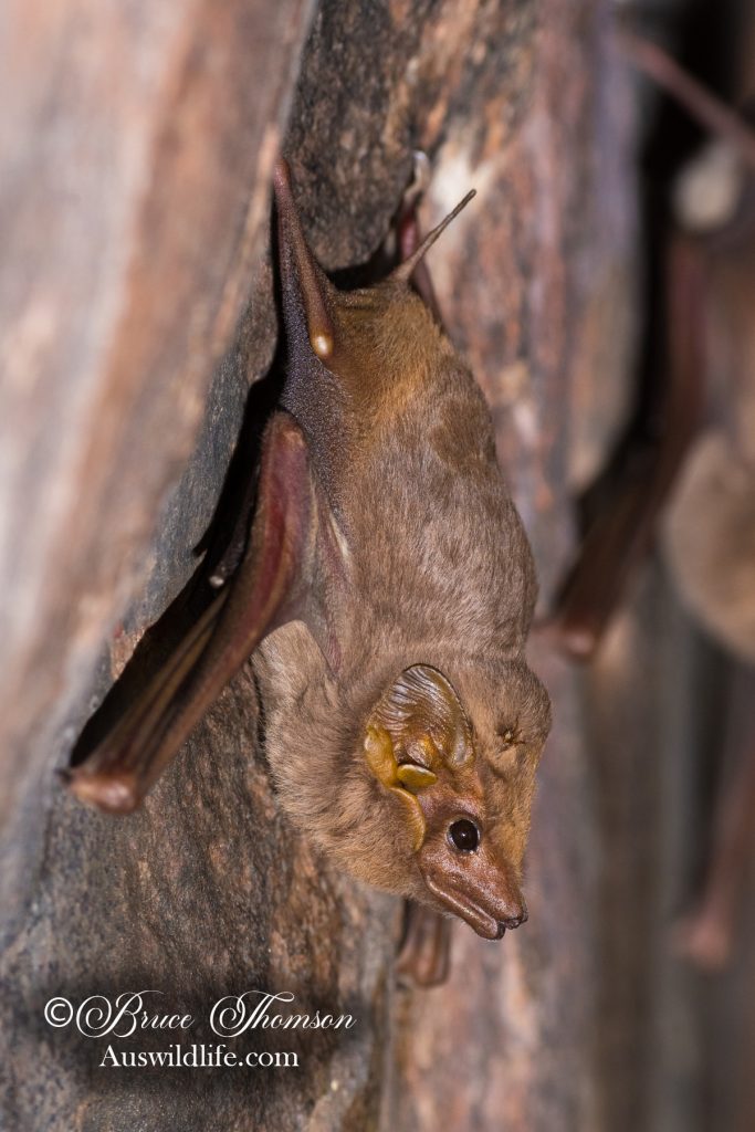 Common Sheathtail Bat (Taphozous georgianus)