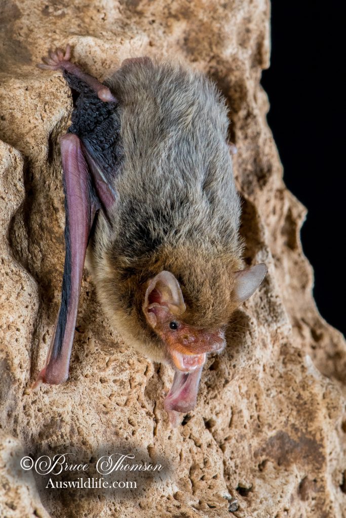 Yellow-lipped Cave Bat (Vespadelus caurinus)