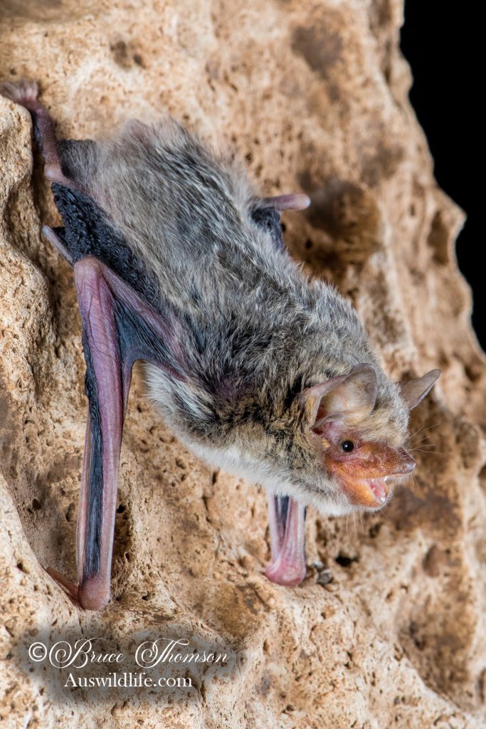 Yellow-lipped Cave Bat (Vespadelus caurinus)