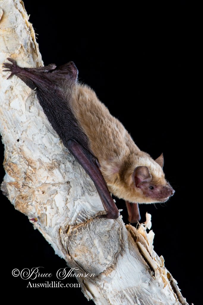 Little Broad-nosed Bat (Scotorepens greyi)
