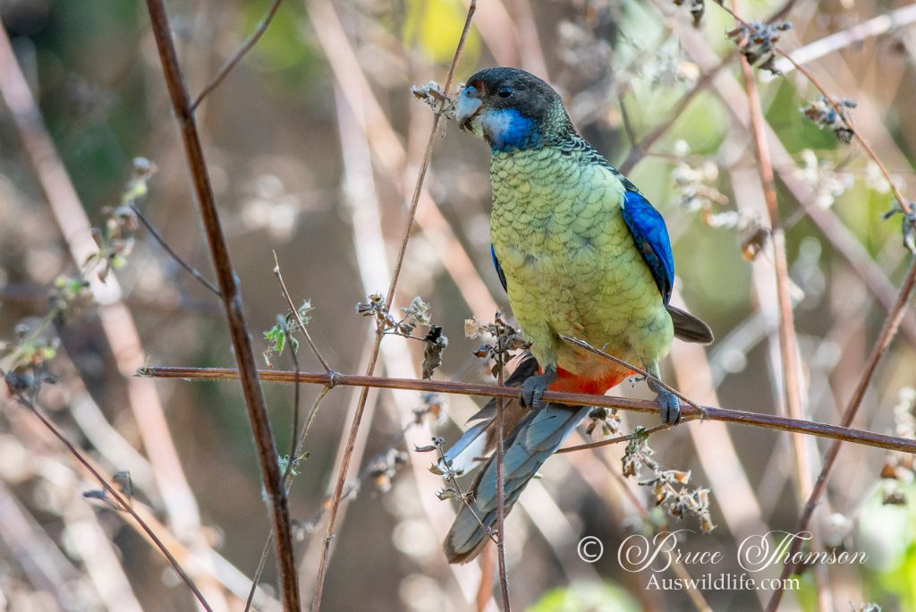 Northern Rosella