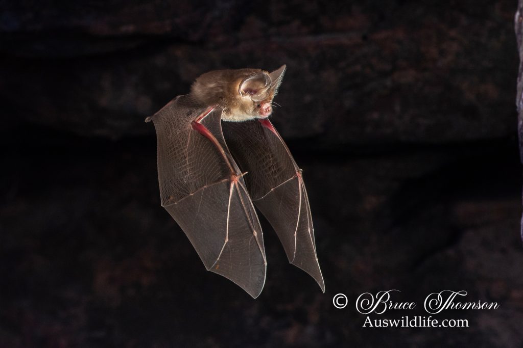 Dusky Leaf-nosed Bat (Hipposideros ater)