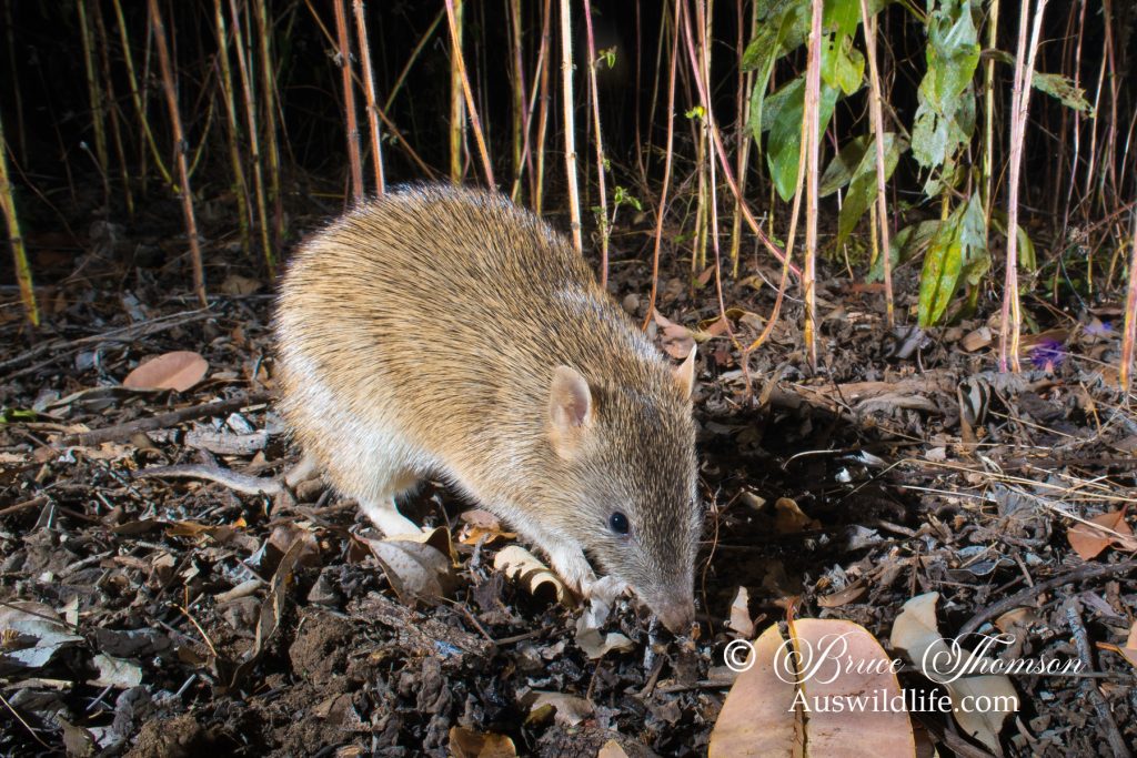 Golden Bandicoot (Isoodon auratus)