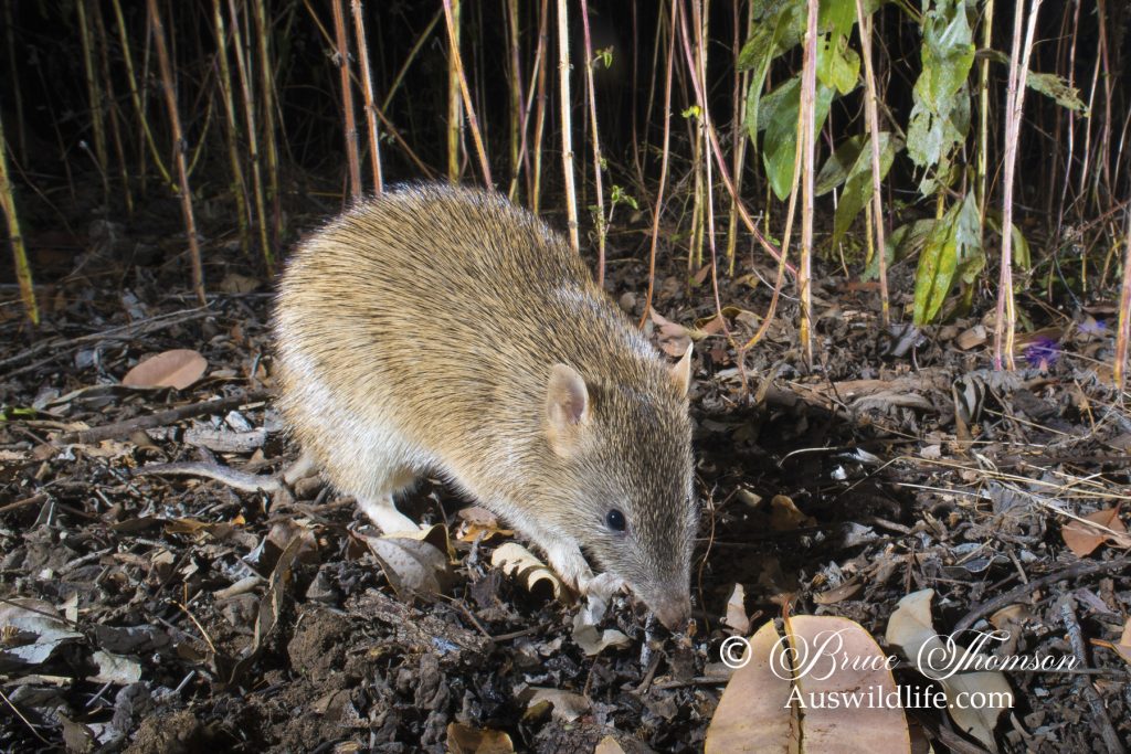 Golden Bandicoot (Isoodon auratus) Golden Bandicoot (Isoodon auratus)