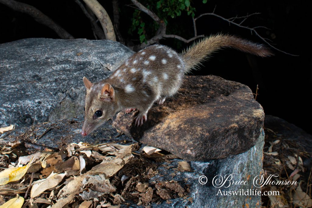 Northern Quoll (Dasyurus hallucatus)
