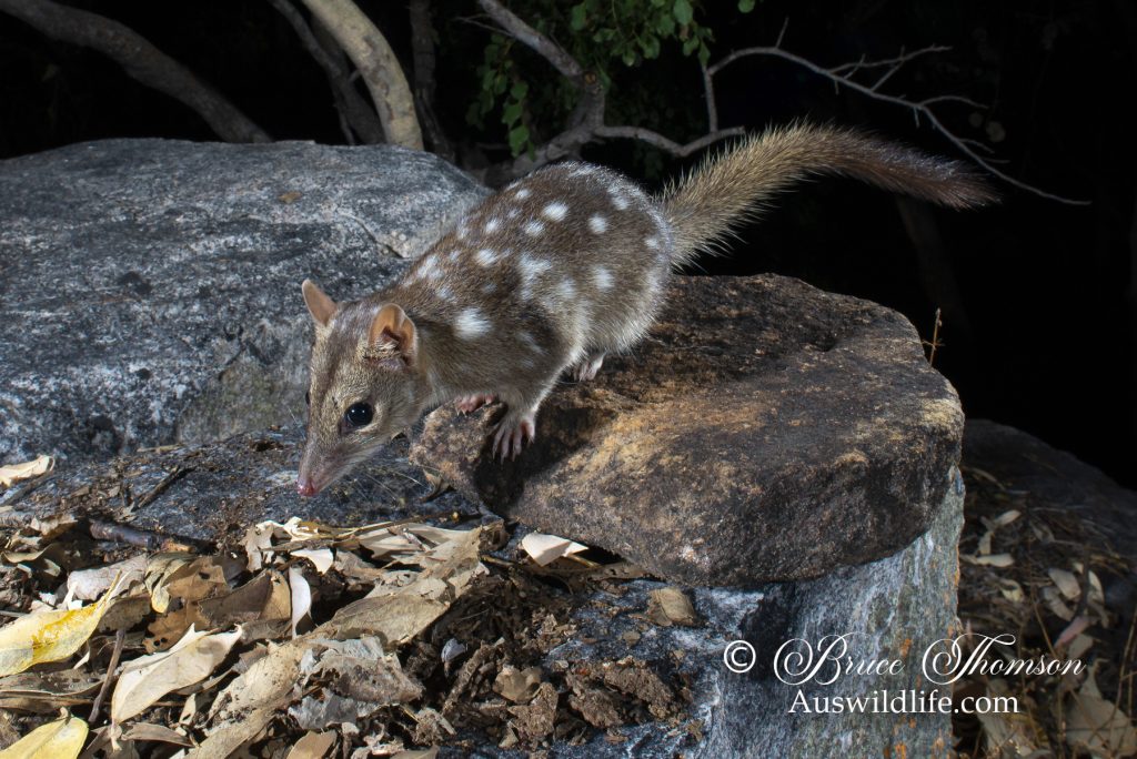 Northern Quoll (Dasyurus hallucatus) Northern Quoll (Dasyurus hallucatus)