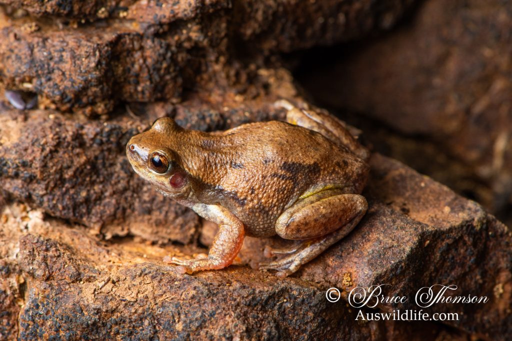Desert Tree Frog (Litoria rubella)