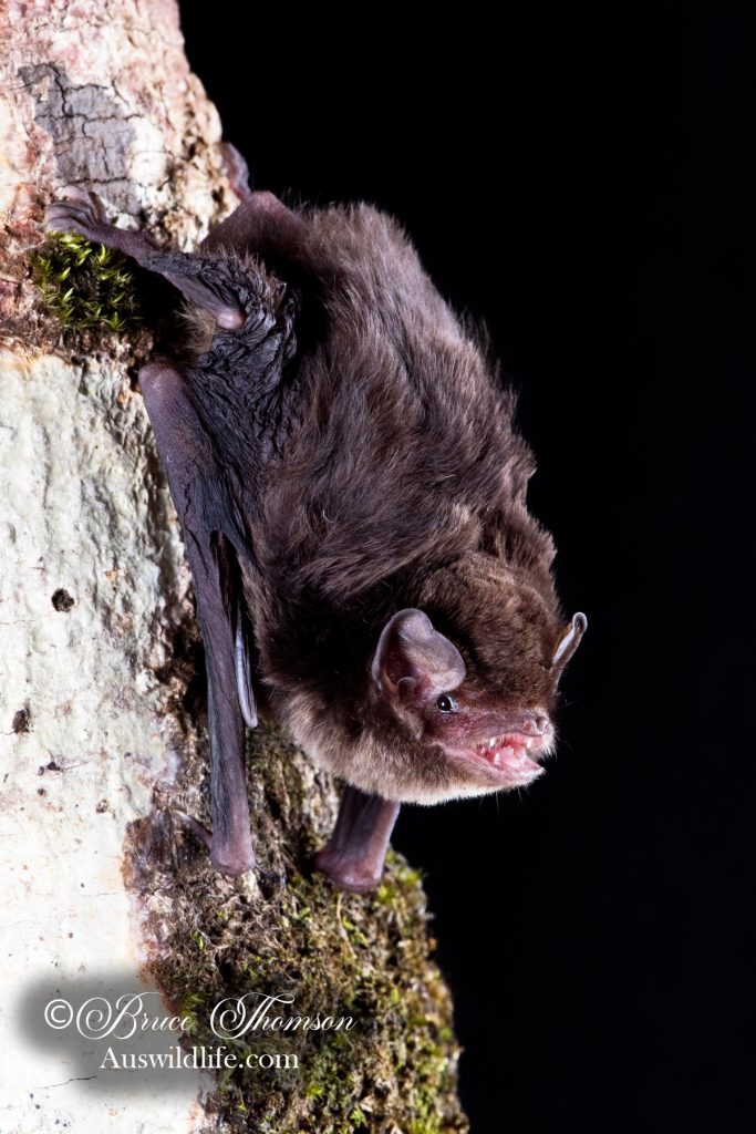 Little Long-fingered (Bentwing) Bat (Miniopterus australis)