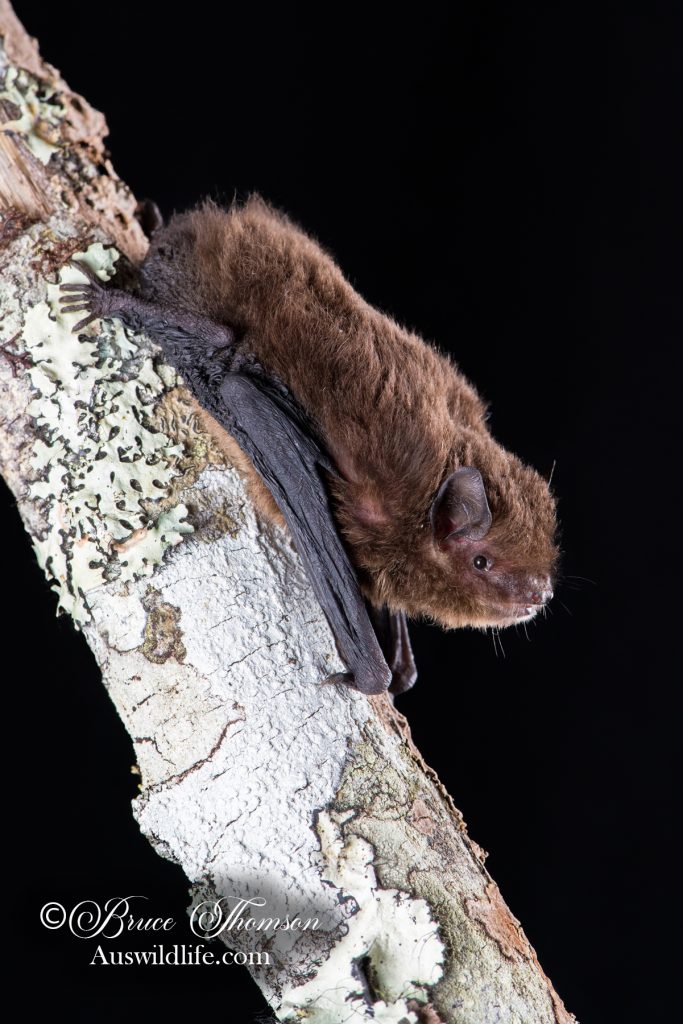 Eastern Forest Bat (Vespadelus pumilus)