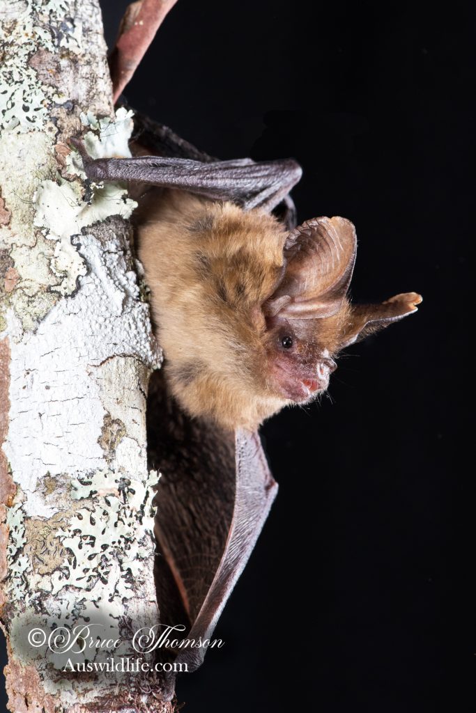 Eastern Long-eared Bat (Nyctophilus bifax)