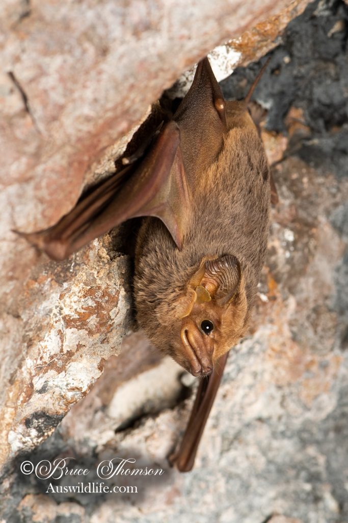 Troughton's Sheathtail Bat (Taphozous troughtoni)
